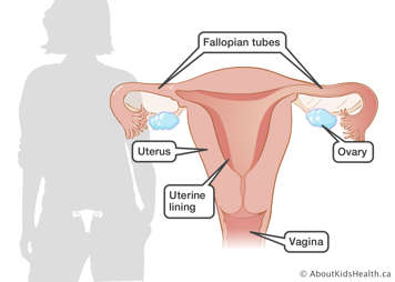 Female reproductive organs showing the uterus, uterine lining, vagina, ovary and fallopian tubes