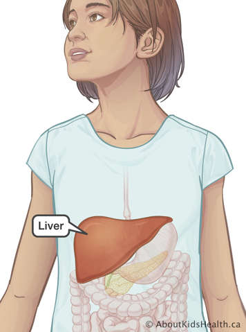 Illustration showing where the liver is in the body