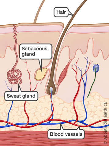 Medical illustration of a hair, sebaceous gland, sweat gland and blood vessels in the skin
