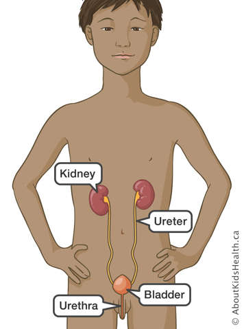 Illustration of urinary system
