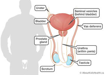 Male reproductive organs showing the ureter, prostate gland, bladder, scrotum, testicle, urethra, vas deferens and seminal vesicles